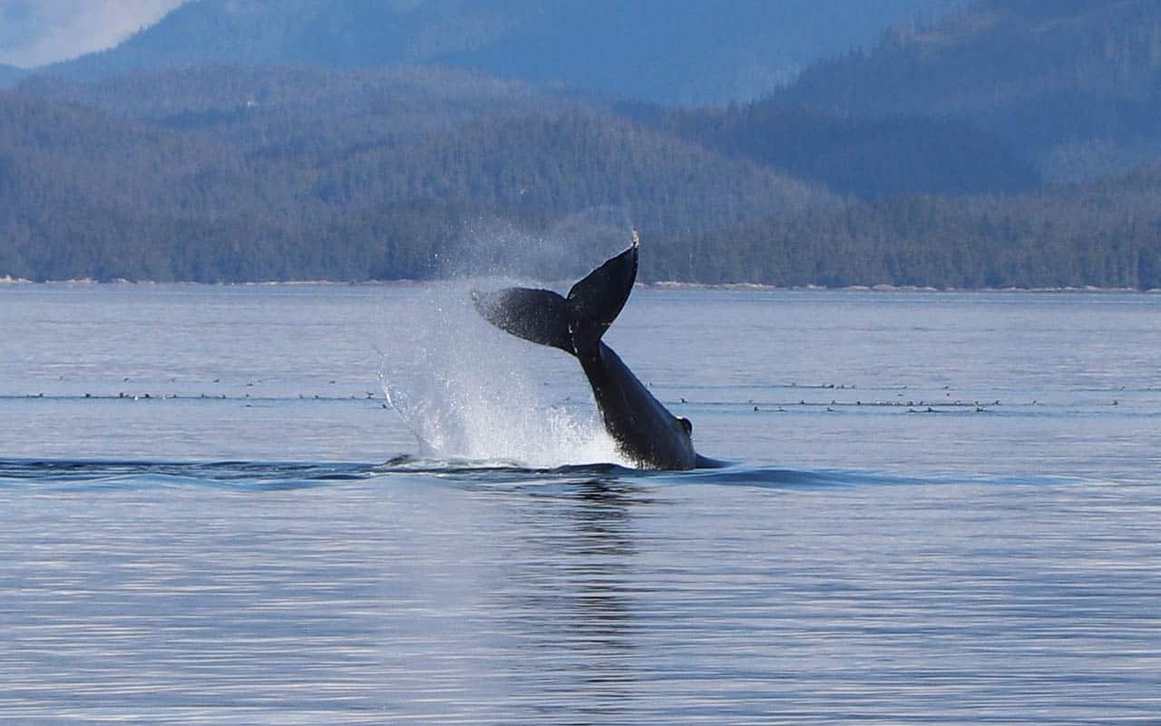 Grey Whales, Humback Whales and Killer Whales are commonly spotted off the coast of Vancouver Island