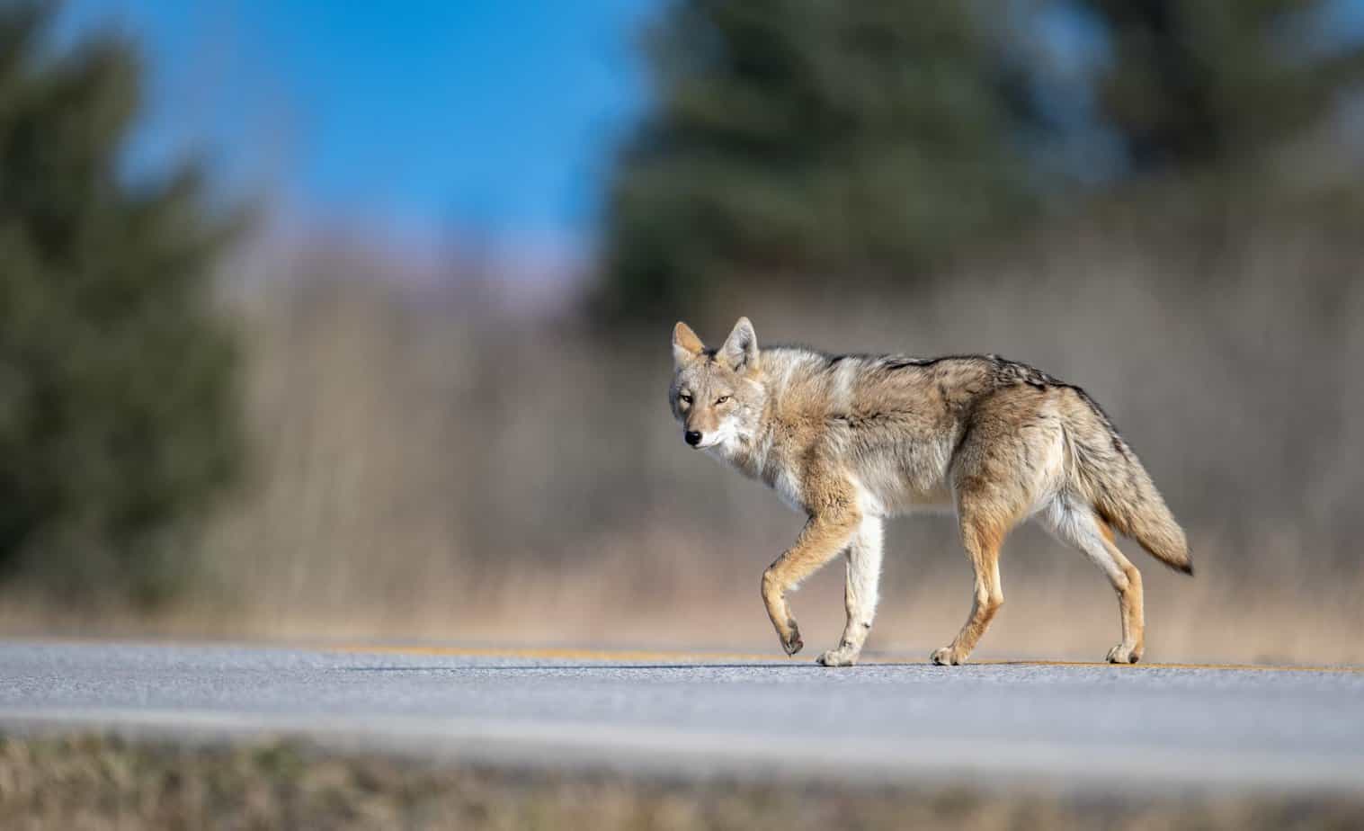 Coyotes are common to see around Vancouver. They normally come out at night.